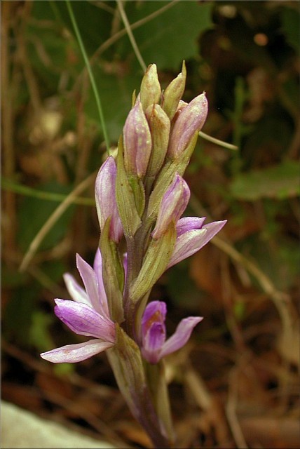 Limodorum trabutianum